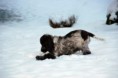 /album/fotogalerie-gordon/dsc-0007-jpg/